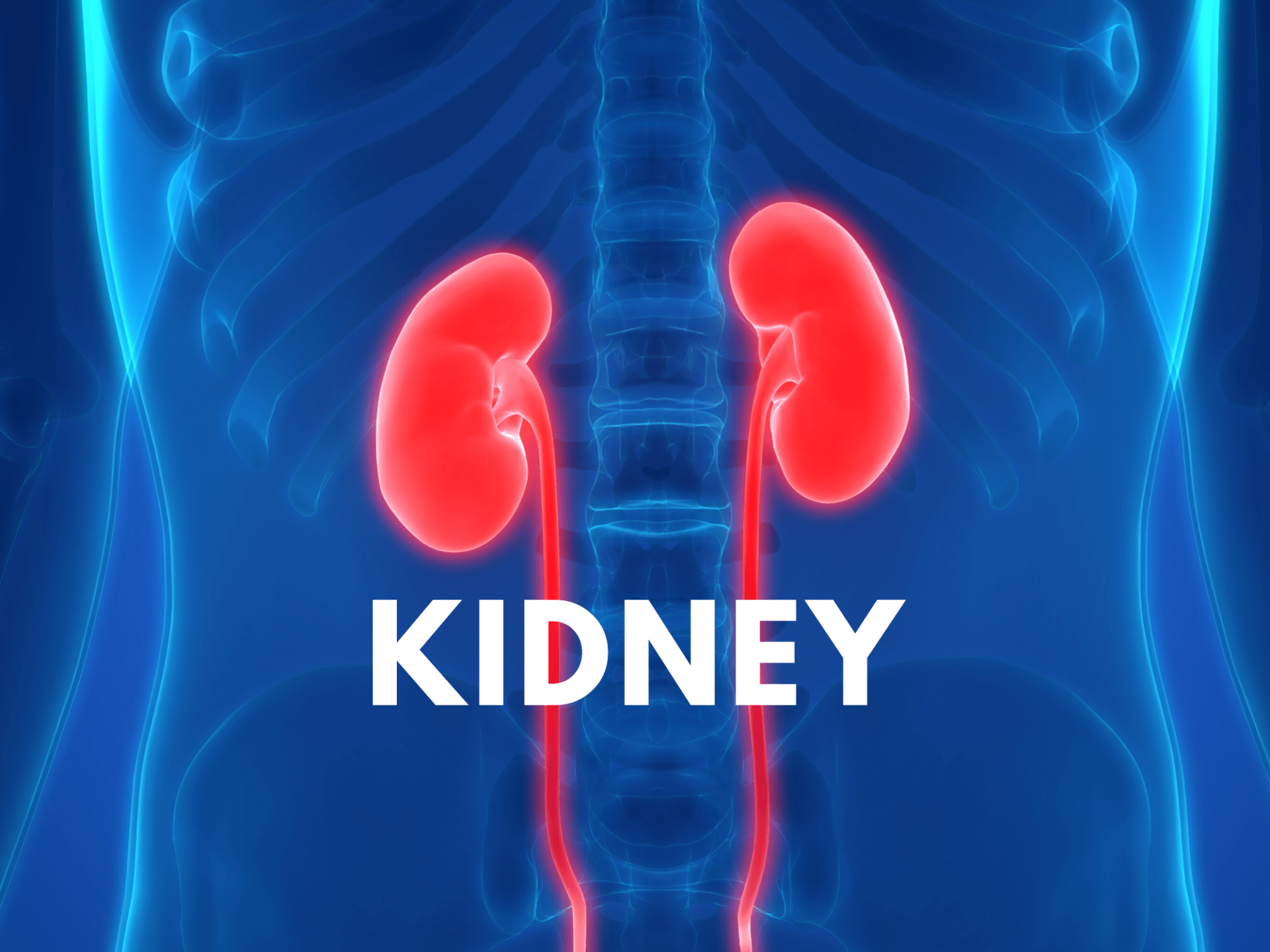 Five Zang Organs – Kidney