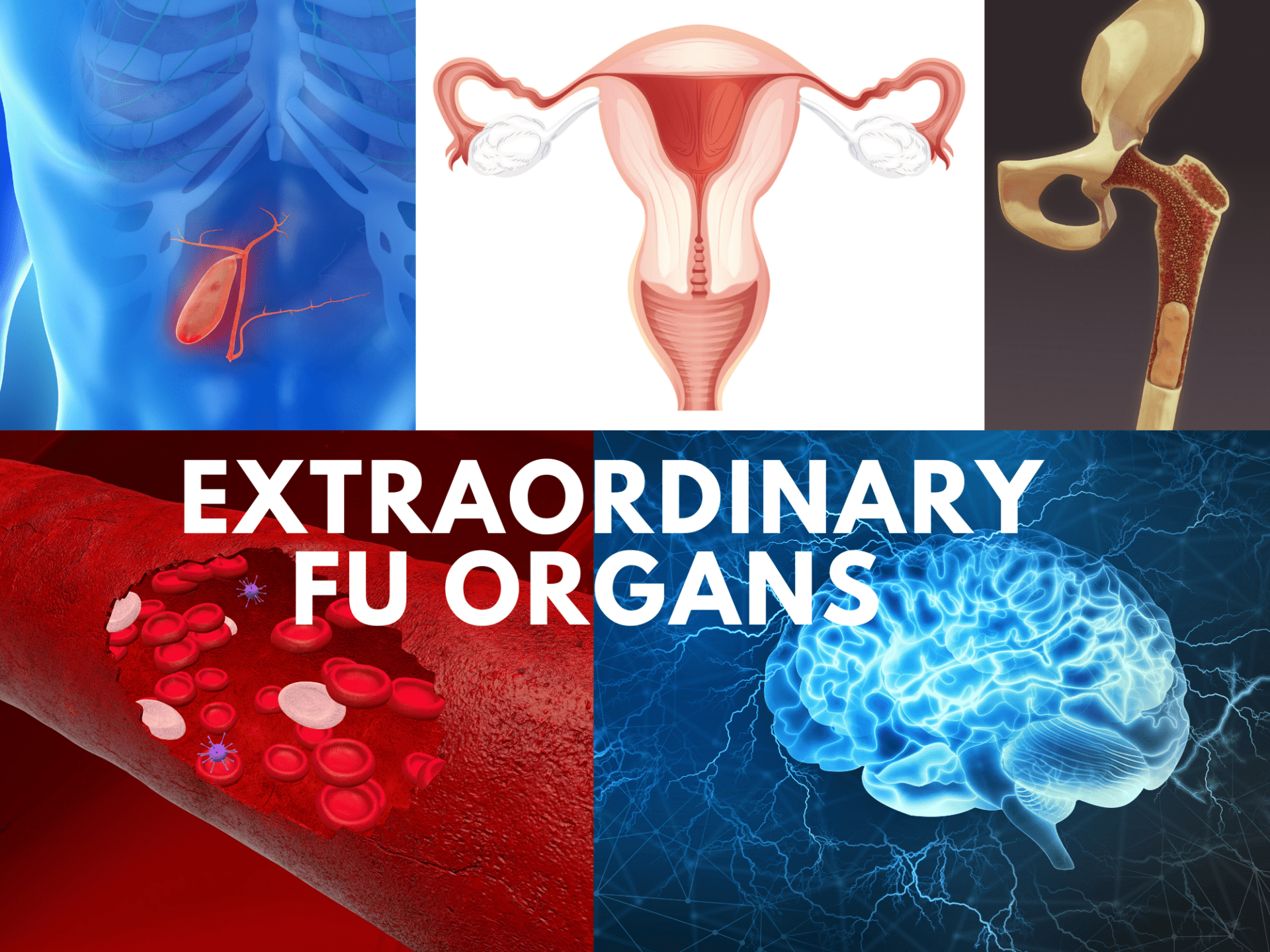 The Extraordinary Fu Organs