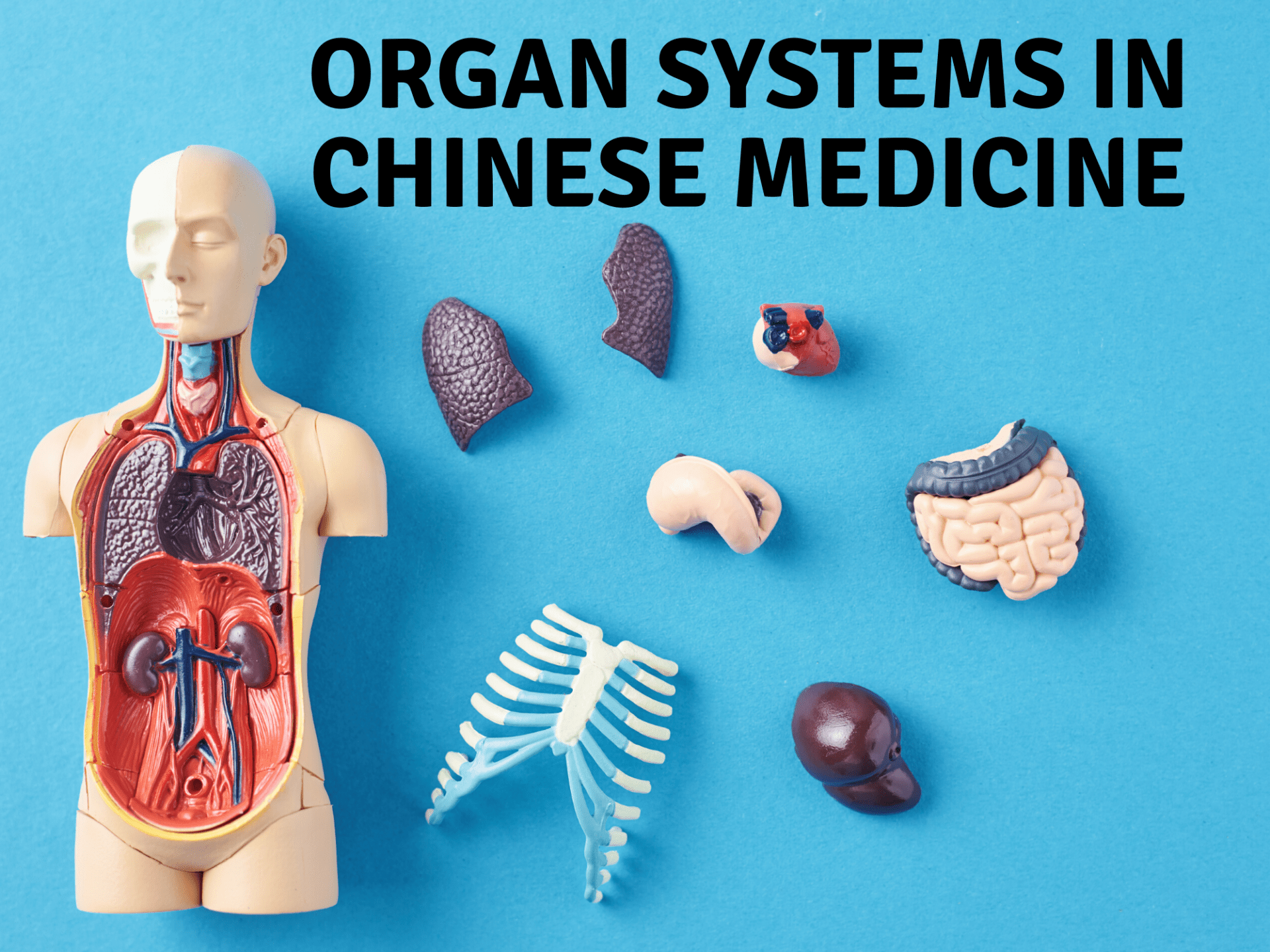 Introduction to Internal Organ Systems in Chinese Medicine