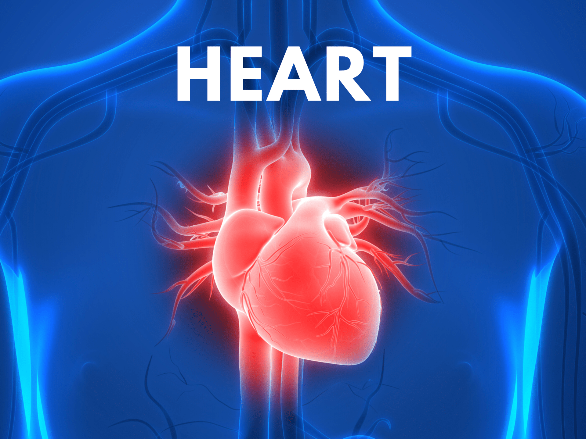 Five Zang Organs – Heart and Pericardium