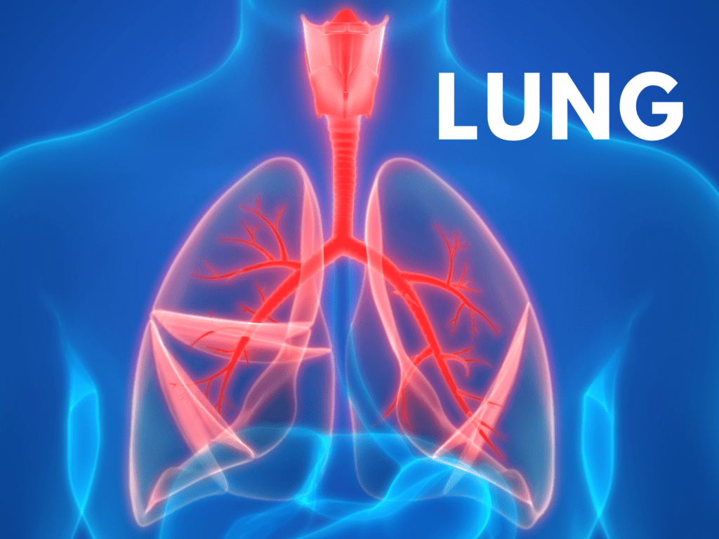 Five Zang Organs – Lung - Alex Hui