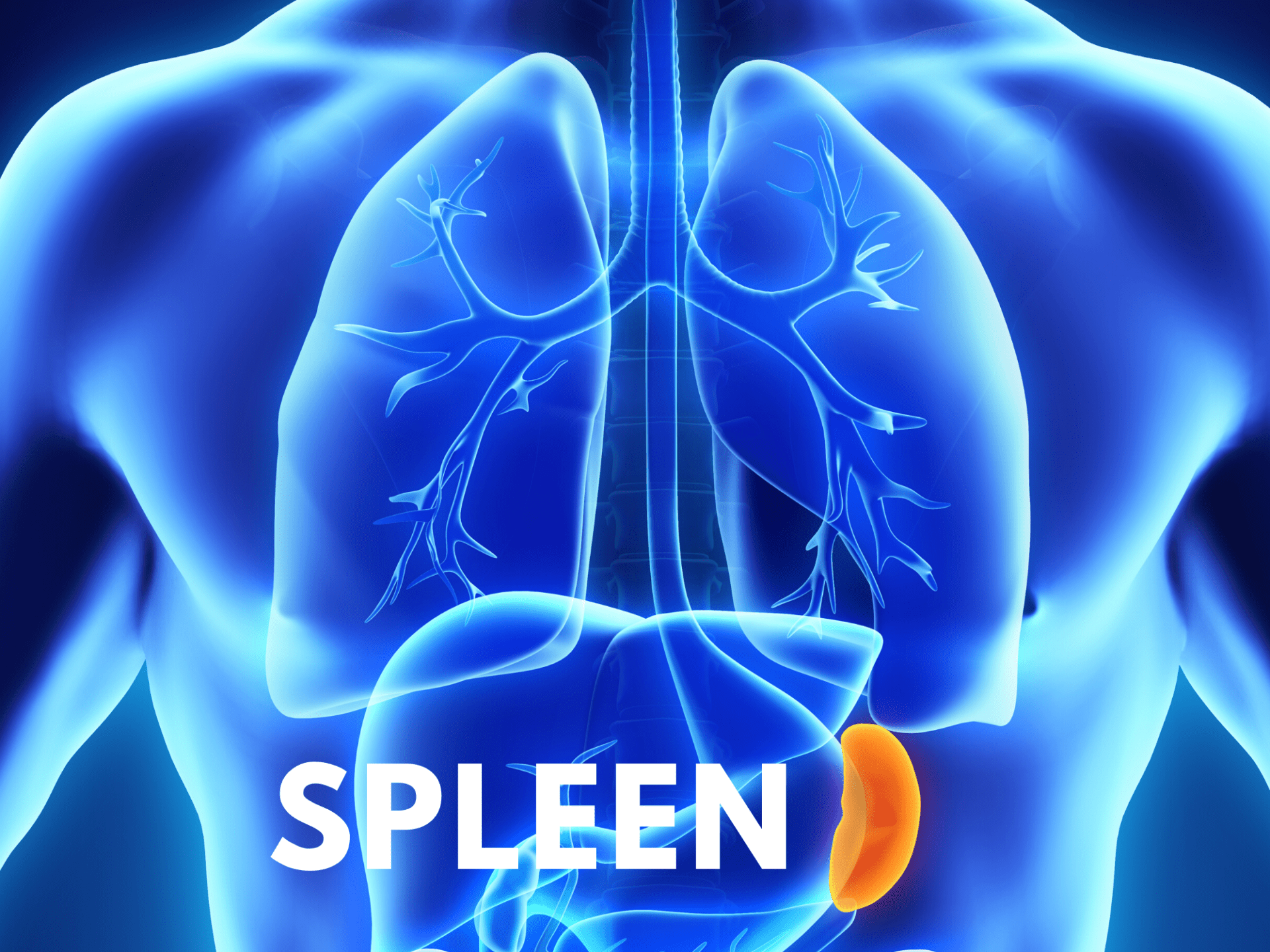 Five Zang Organs – Spleen