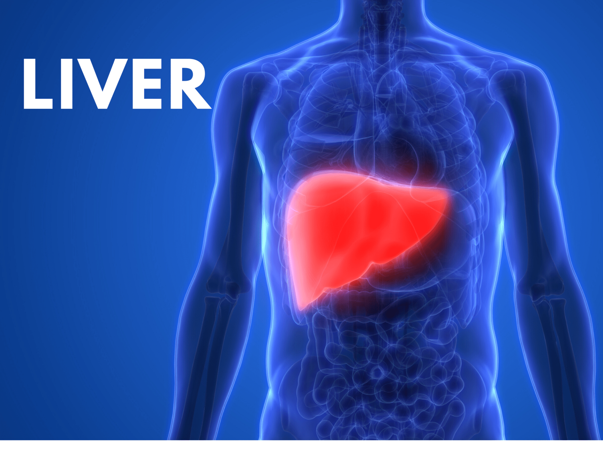 Five Zang Organs – Liver