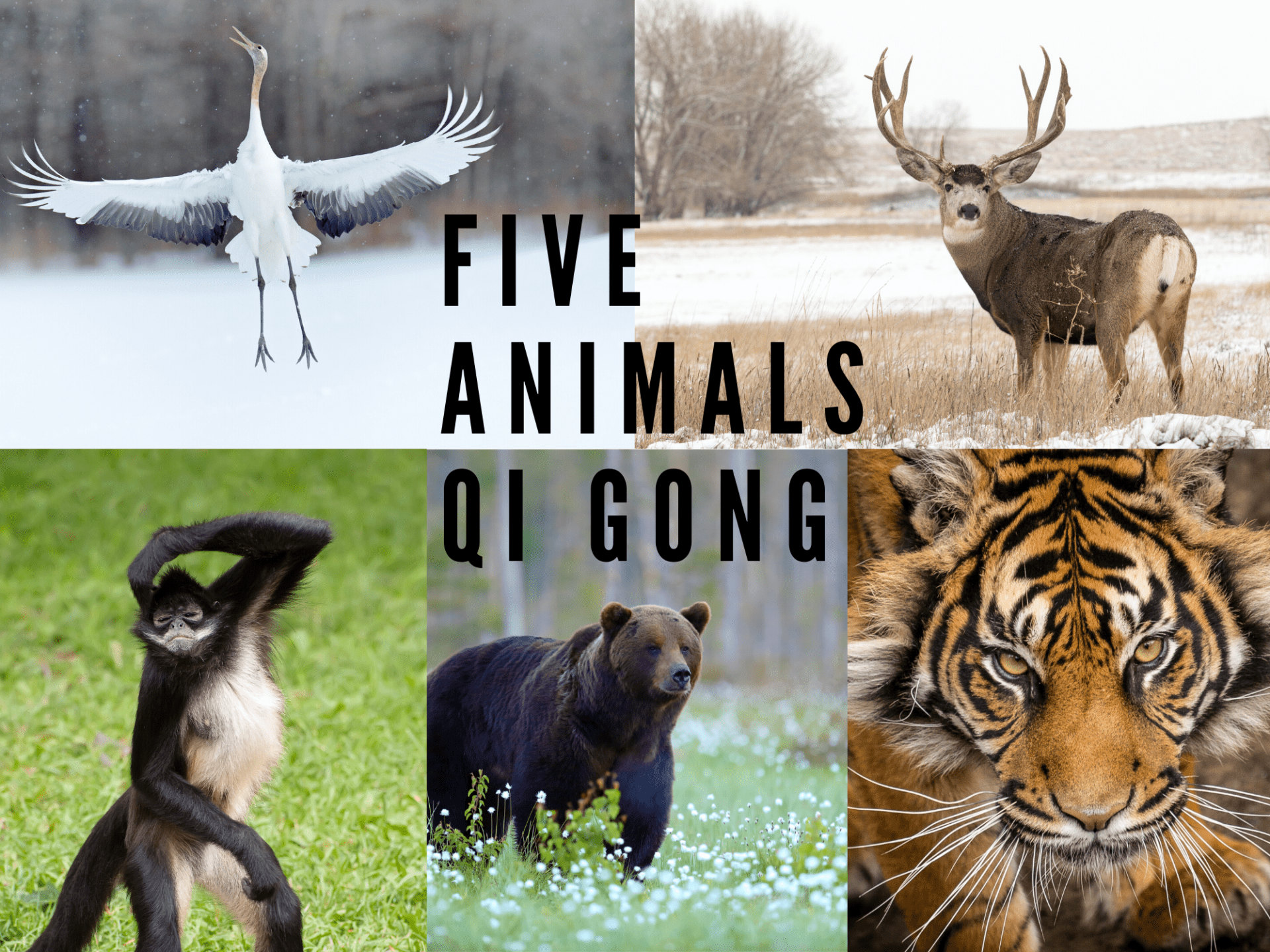 The Five Animals Qi Gong – Exercises that Strengthen Your Mind and Body