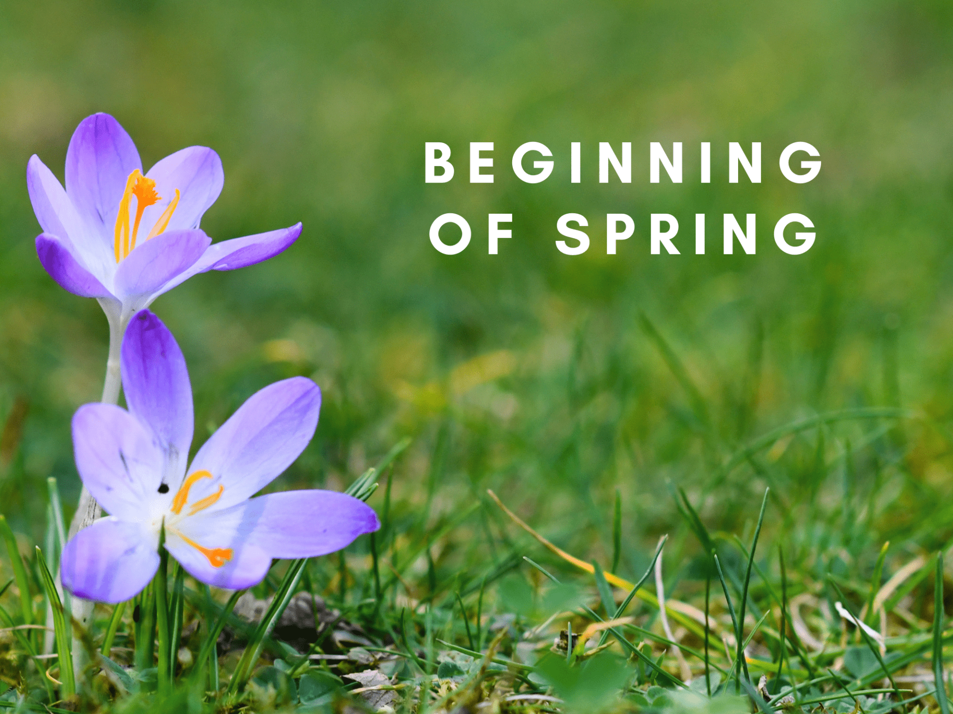 24 Solar Terms #1 – Beginning of Spring [UPDATED FOR 2023-24]